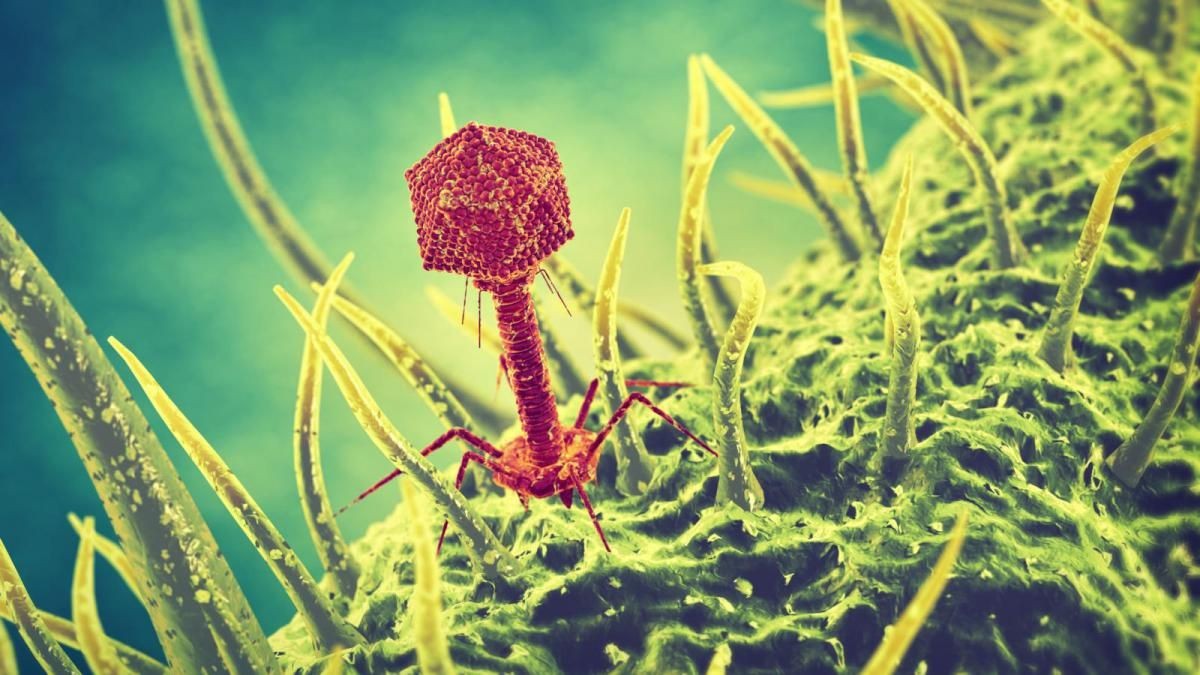bacteriophage virus killer